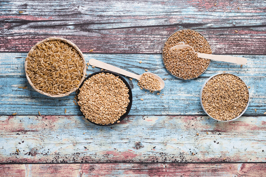 Einkorn und Weizen Dinkel geschliffen Kamut