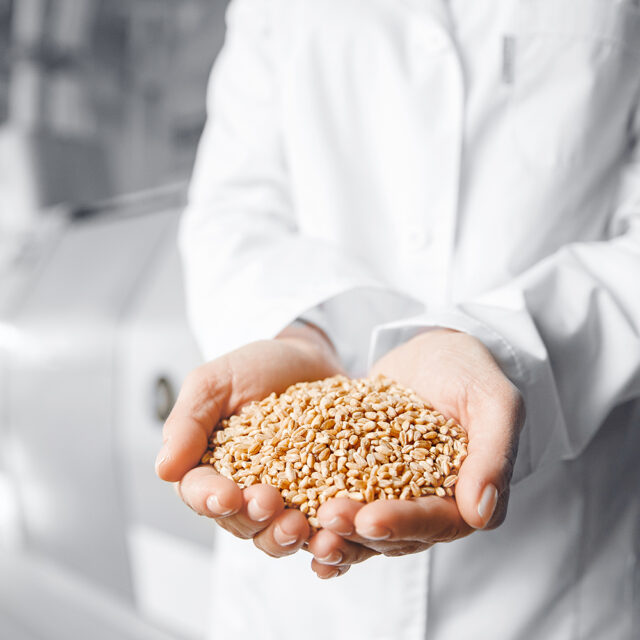 Nahaufnahme: Arbeiter hält Getreide in den Händen