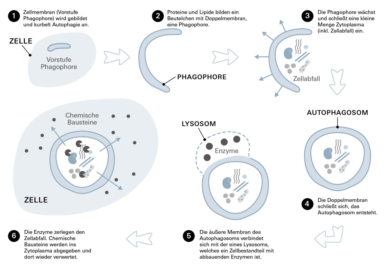 Diagramm mit sechs Schritten zur Autophagie: Zellmembran bildet Phagophore, diese wächst, schließt Zellabfall ein, wird zum Autophagosom, verbindet sich mit Lysosom, Enzyme bauen Abfall ab.