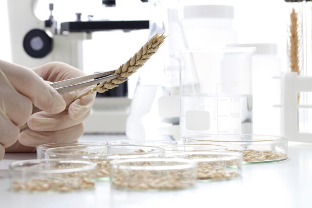Wissenschaftler untersucht eine Getreideähre mit Pinzette im Labor, umgeben von Laborgeräten.