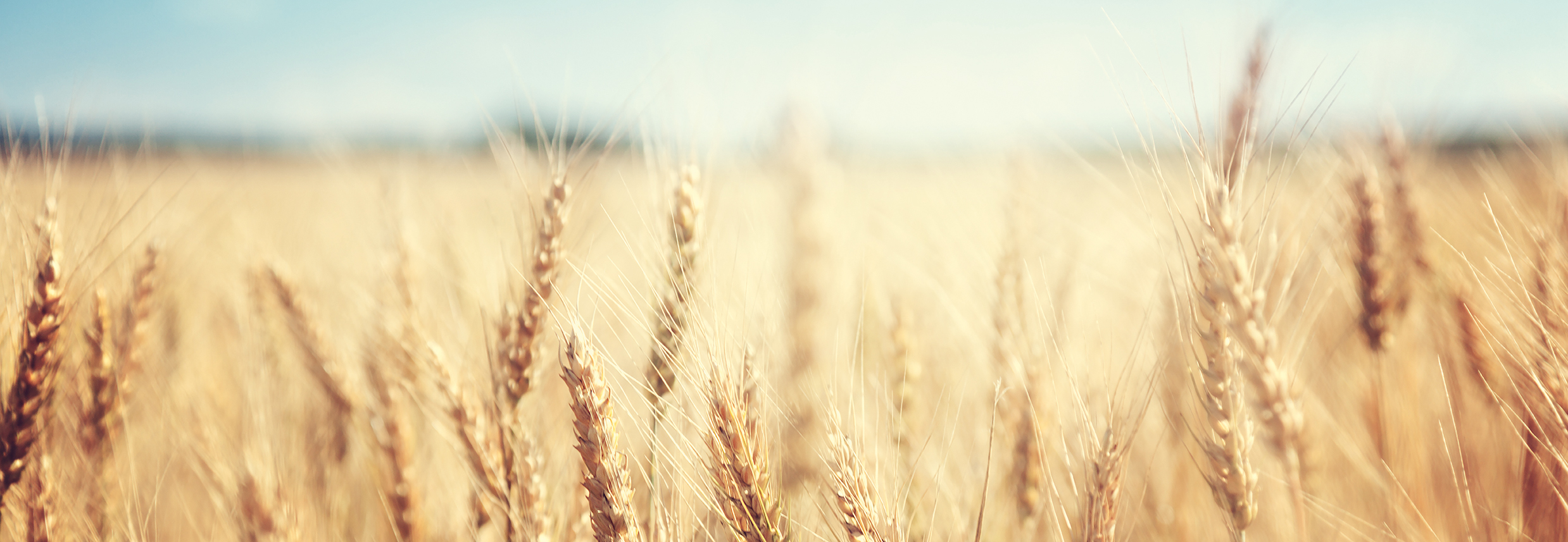 goldenes Weizenfeld an sonnigem Tag