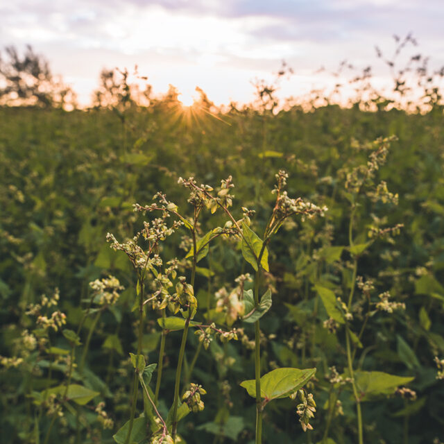 Feld mit Tatarischem Buchweizen