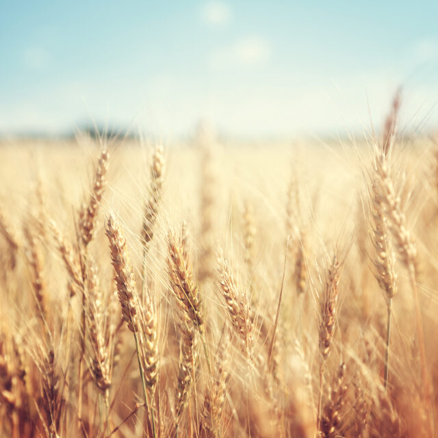 goldenes Weizenfeld an sonnigem Tag